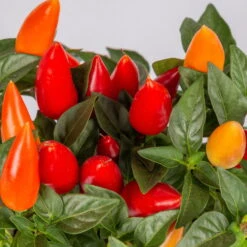 Capsicum 'Acapulco Multicolor', Topf-Ø 10,5, 6er-Set -Bio Pflanzen Verkauf 0210104747 Capsicum an Acapulco Multicolor T10 5 6er Set WS 2