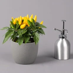 Capsicum 'Ornamenties Yellow', Topf-Ø 10,5, 6er-Set -Bio Pflanzen Verkauf 0210104806 Capsicum Ornamenties Yellow 2 116224