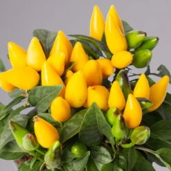 Capsicum 'Ornamenties Yellow', Topf-Ø 10,5, 6er-Set -Bio Pflanzen Verkauf 0210104806 Capsicum Ornamenties Yellow 116225