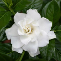 Gardenie, Mit Keramiktopf Dallas Weiß, Topf-Ø 13 Cm -Bio Pflanzen Verkauf 0210130020 0210130058 0210130059 Gardenia jasminoides