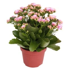 Kalanchoe 'Calandiva'®, Rosa-weiß, Topf-Ø 12 Cm, Höhe Ca. 27,5 Cm, 6er-Set -Bio Pflanzen Verkauf 0210350156 Kalanchoe Cal rosa weiss