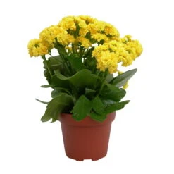 Kalanchoe 'Calandiva'®, Gelb, Topf-Ø 12 Cm, Höhe Ca. 27,5 Cm, 6er-Set 12 Kalanchoe 'Calandiva'®, Gelb, Topf-Ø 12 Cm, Höhe Ca. 27,5 Cm, 6er-Set -Bio Pflanzen Verkauf 0210350157 Kalanchoe Cal gelb