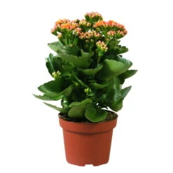 Kalanchoe 'Calandiva'®, Orange, Topf-Ø 12 Cm, Höhe Ca. 27,5 Cm, 6er-Set -Bio Pflanzen Verkauf 0210350158 Kalanchoe Cal orange