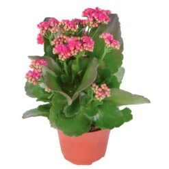 Kalanchoe 'Calandiva'®, Violett, Topf-Ø 12 Cm, Höhe Ca. 27,5 Cm, 6er-Set -Bio Pflanzen Verkauf 0210350159 Kalanchoe cal violett