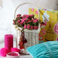 Kalanchoe 'Calandiva'®, Violett, Topf-Ø 12 Cm, Höhe Ca. 27,5 Cm, 6er-Set -Bio Pflanzen Verkauf 0210350159 Kalanchoe cal violett2