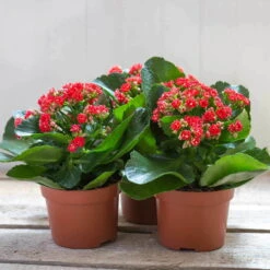 Kalanchoe 'Calandiva'®, Rot, Topf-Ø 12 Cm, Höhe Ca. 27,5 Cm, 6er-Set -Bio Pflanzen Verkauf 0210350161 Kalanchoe Cal rot 12 cm T H 26cm1