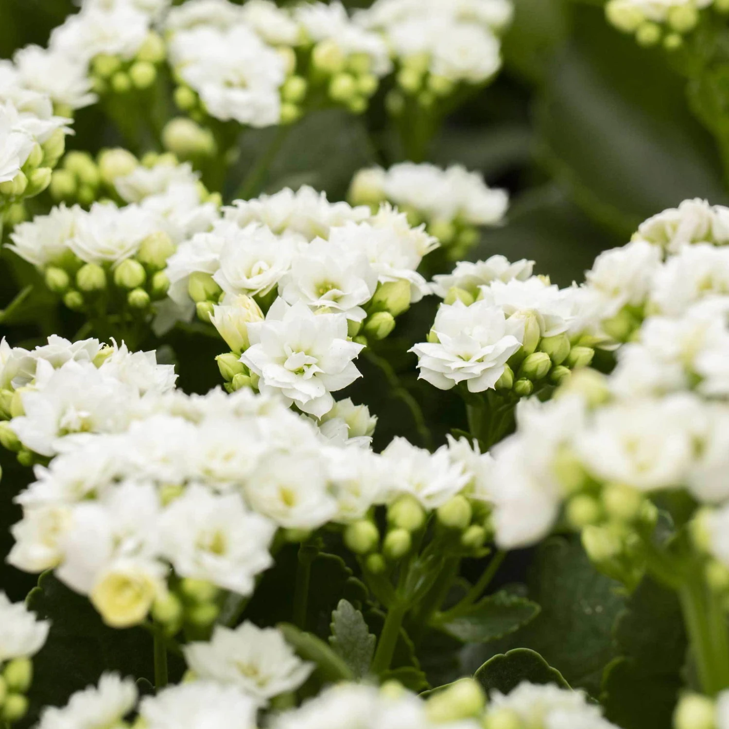 Kalanchoe 'Calandiva'®, Weiß, Topf-Ø 12 Cm, Höhe Ca. 27,5 Cm, 6er-Set 2 Kalanchoe 'Calandiva'®, Weiß, Topf-Ø 12 Cm, Höhe Ca. 27,5 Cm, 6er-Set – Bild 2