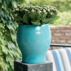 Kalanchoe 'Calandiva'®, Weiß, Topf-Ø 12 Cm, Höhe Ca. 27,5 Cm, 6er-Set 10 Kalanchoe 'Calandiva'®, Weiß, Topf-Ø 12 Cm, Höhe Ca. 27,5 Cm, 6er-Set -Bio Pflanzen Verkauf 0210350168 Kalanchoe Cal weiss1