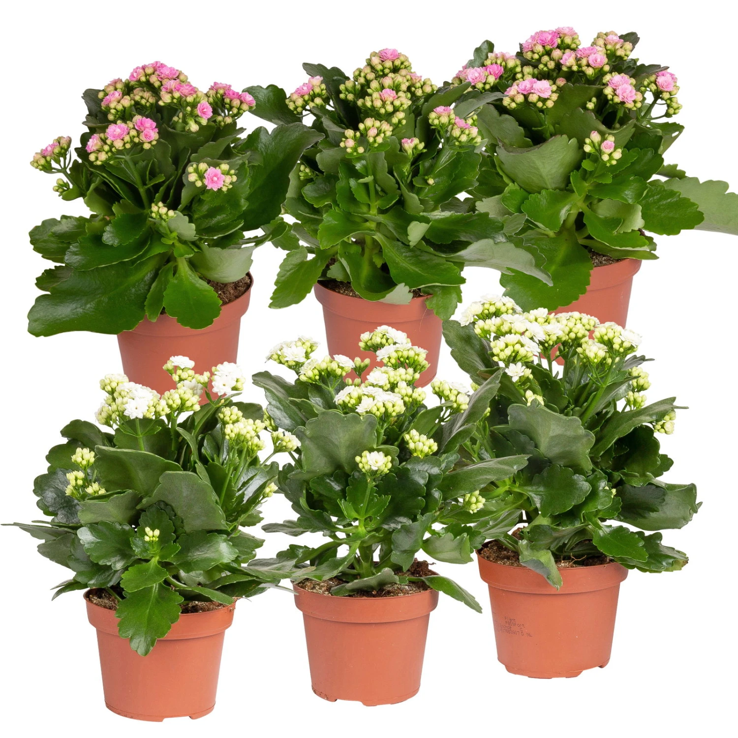 Kalanchoe 'Calandiva'®, Weiß & Rosa, Topf-Ø 12 Cm, Höhe Ca. 20-30 Cm, 6er-Set 1 Kalanchoe 'Calandiva'®, Weiß & Rosa, Topf-Ø 12 Cm, Höhe Ca. 20-30 Cm, 6er-Set