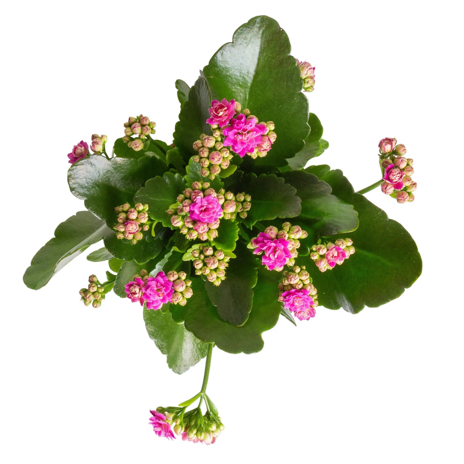 Kalanchoe 'Calandiva'®, Weiß&violett, Topf-Ø 12 Cm, Höhe Ca. 20-30 Cm, 6er-Set 4 Kalanchoe 'Calandiva'®, Weiß&violett, Topf-Ø 12 Cm, Höhe Ca. 20-30 Cm, 6er-Set – Bild 4