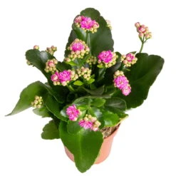 Kalanchoe 'Calandiva'®, Weiß&violett, Topf-Ø 12 Cm, Höhe Ca. 20-30 Cm, 6er-Set 11 Kalanchoe 'Calandiva'®, Weiß&violett, Topf-Ø 12 Cm, Höhe Ca. 20-30 Cm, 6er-Set -Bio Pflanzen Verkauf 0210350382 Kalanchoe violett 6er Set 6xviolett 3 1