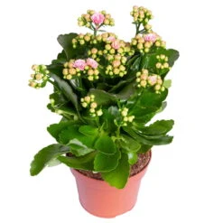 Kalanchoe 'Calandiva'®, Rosa-weiß, Topf-Ø 12 Cm, Höhe Ca. 27,5 Cm, 6er-Set -Bio Pflanzen Verkauf 0210350383 Kalanchoe rosa weiss 6er Set 6xrosa weiss 1