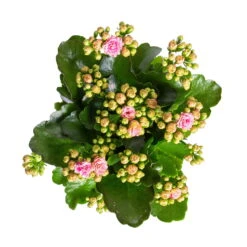 Kalanchoe 'Calandiva'®, Rosa-weiß, Topf-Ø 12 Cm, Höhe Ca. 27,5 Cm, 6er-Set -Bio Pflanzen Verkauf 0210350383 Kalanchoe rosa weiss 6er Set 6xrosa weiss 2
