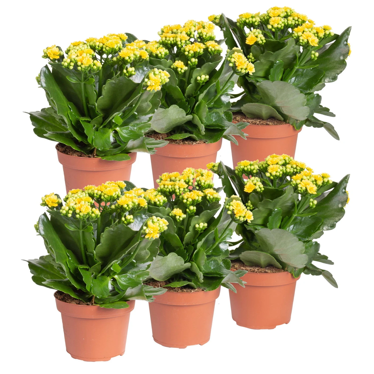 Kalanchoe 'Calandiva'®, Gelb, Topf-Ø 12 Cm, Höhe Ca. 27,5 Cm, 6er-Set 2 Kalanchoe 'Calandiva'®, Gelb, Topf-Ø 12 Cm, Höhe Ca. 27,5 Cm, 6er-Set – Bild 2