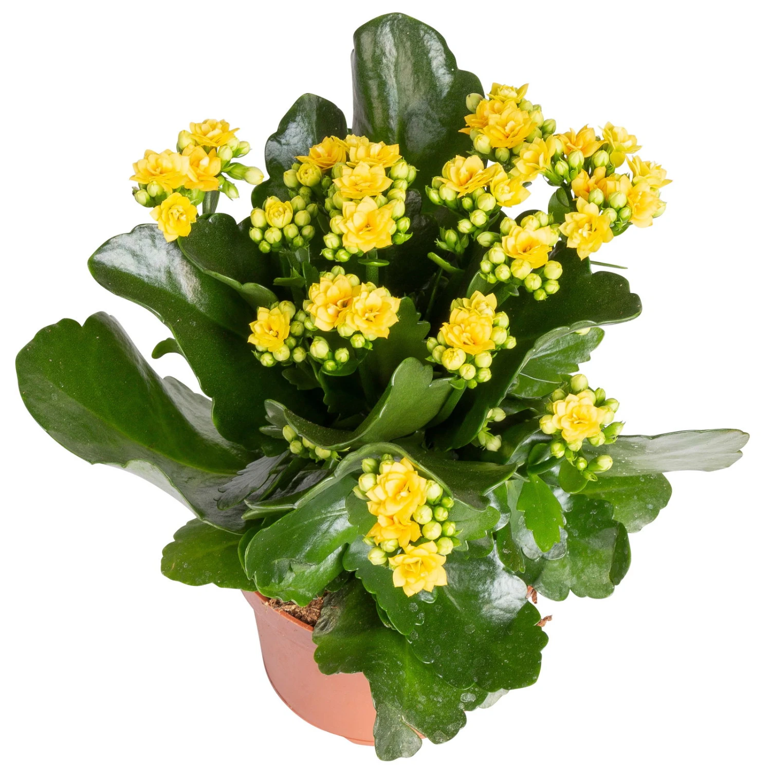 Kalanchoe 'Calandiva'®, Gelb, Topf-Ø 12 Cm, Höhe Ca. 27,5 Cm, 6er-Set 3 Kalanchoe 'Calandiva'®, Gelb, Topf-Ø 12 Cm, Höhe Ca. 27,5 Cm, 6er-Set – Bild 3