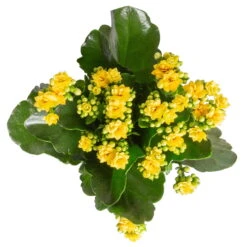 Kalanchoe 'Calandiva'®, Gelb, Topf-Ø 12 Cm, Höhe Ca. 27,5 Cm, 6er-Set 11 Kalanchoe 'Calandiva'®, Gelb, Topf-Ø 12 Cm, Höhe Ca. 27,5 Cm, 6er-Set -Bio Pflanzen Verkauf 0210350384 Kalanchoe gelb 6er Set 6xgelb 3 2