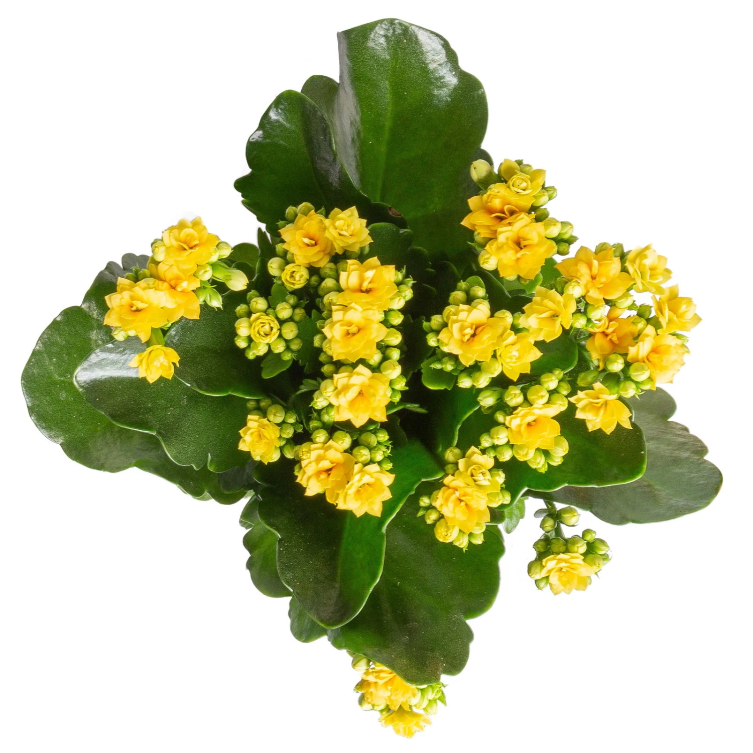Kalanchoe 'Calandiva'®, Gelb, Topf-Ø 12 Cm, Höhe Ca. 27,5 Cm, 6er-Set 4 Kalanchoe 'Calandiva'®, Gelb, Topf-Ø 12 Cm, Höhe Ca. 27,5 Cm, 6er-Set – Bild 4