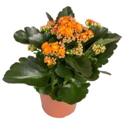 Kalanchoe 'Calandiva'®, Rot&orange, Topf-Ø 12 Cm, Höhe Ca. 20-30 Cm, 6er-Set -Bio Pflanzen Verkauf 0210350385 Kalanchoe orange 6er Set 6xorange 2 2