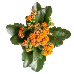 Kalanchoe 'Calandiva'®, Orange, Topf-Ø 12 Cm, Höhe Ca. 27,5 Cm, 6er-Set -Bio Pflanzen Verkauf 0210350385 Kalanchoe orange 6er Set 6xorange 3
