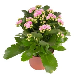 Kalanchoe 'Calandiva'®, Weiß & Rosa, Topf-Ø 12 Cm, Höhe Ca. 20-30 Cm, 6er-Set 11 Kalanchoe 'Calandiva'®, Weiß & Rosa, Topf-Ø 12 Cm, Höhe Ca. 20-30 Cm, 6er-Set -Bio Pflanzen Verkauf 0210350386 Kalanchoe rosa 6er Set 6xrosa 1