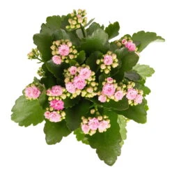 Kalanchoe 'Calandiva'®, Weiß & Rosa, Topf-Ø 12 Cm, Höhe Ca. 20-30 Cm, 6er-Set 10 Kalanchoe 'Calandiva'®, Weiß & Rosa, Topf-Ø 12 Cm, Höhe Ca. 20-30 Cm, 6er-Set -Bio Pflanzen Verkauf 0210350386 Kalanchoe rosa 6er Set 6xrosa 2