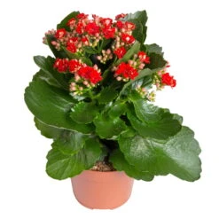 Kalanchoe 'Calandiva'®, Rot&orange, Topf-Ø 12 Cm, Höhe Ca. 20-30 Cm, 6er-Set -Bio Pflanzen Verkauf 0210350387 Kalanchoe rot 6er Set 6xrot 21 3