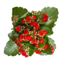 Kalanchoe 'Calandiva'®, Rot&orange, Topf-Ø 12 Cm, Höhe Ca. 20-30 Cm, 6er-Set -Bio Pflanzen Verkauf 0210350387 Kalanchoe rot 6er Set 6xrot 3 3