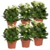 Kalanchoe 'Calandiva'®, Weiß, Topf-Ø 12 Cm, Höhe Ca. 27,5 Cm, 6er-Set