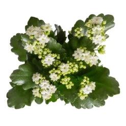Kalanchoe 'Calandiva'®, Weiß, Topf-Ø 12 Cm, Höhe Ca. 27,5 Cm, 6er-Set 13 Kalanchoe 'Calandiva'®, Weiß, Topf-Ø 12 Cm, Höhe Ca. 27,5 Cm, 6er-Set -Bio Pflanzen Verkauf 0210350388 Kalanchoe weiss 6er Set 6xweiss 1 2