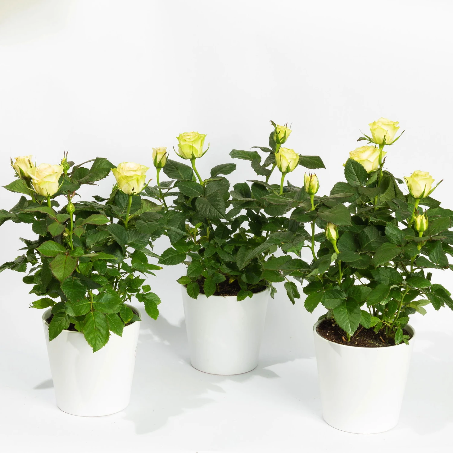 Rose Mit Topf Dallas Weiß, Topf-Ø 13 Cm, 3er-Set 1 Rose Mit Topf Dallas Weiß, Topf-Ø 13 Cm, 3er-Set