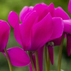 Alpenveilchen-Trio, Zufällige Farben, Topf-Ø 13 Cm, Höhe Ca. 30 Cm, 3er-Set 23 Alpenveilchen-Trio, Zufällige Farben, Topf-Ø 13 Cm, Höhe Ca. 30 Cm, 3er-Set -Bio Pflanzen Verkauf 0210600490 Cyclamen Mix 6er Set 2