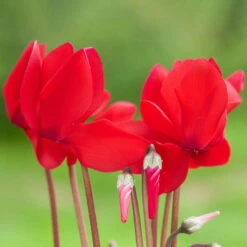 Alpenveilchen-Trio, Zufällige Farben, Topf-Ø 13 Cm, Höhe Ca. 30 Cm, 3er-Set 22 Alpenveilchen-Trio, Zufällige Farben, Topf-Ø 13 Cm, Höhe Ca. 30 Cm, 3er-Set -Bio Pflanzen Verkauf 0210600490 Cyclamen Mix 6er Set 3