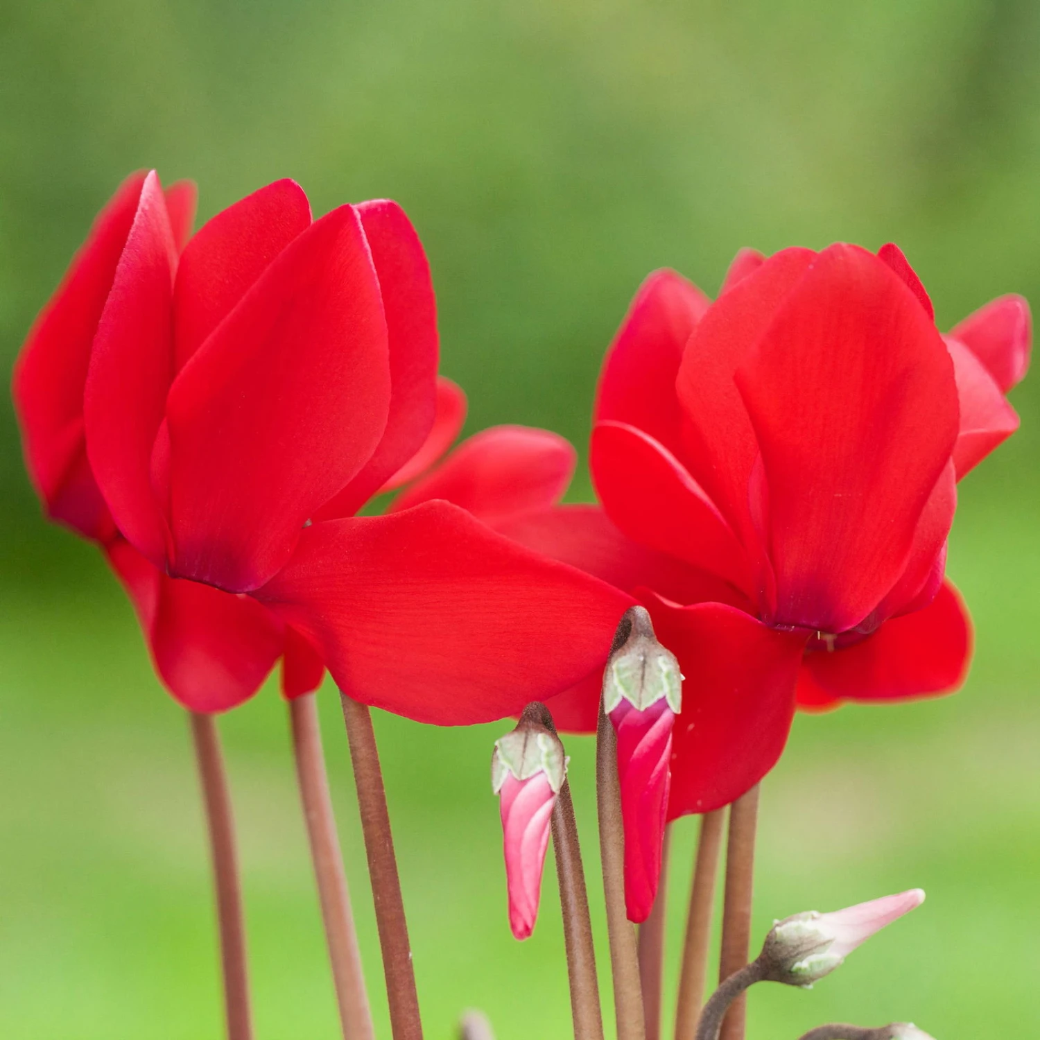 Alpenveilchen-Trio, Zufällige Farben, Topf-Ø 13 Cm, Höhe Ca. 30 Cm, 3er-Set 8 Alpenveilchen-Trio, Zufällige Farben, Topf-Ø 13 Cm, Höhe Ca. 30 Cm, 3er-Set – Bild 8