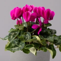 Alpenveilchen, Lila, Topf-Ø 10,5 Cm, Höhe Ca. 23 Cm, 6er-Set -Bio Pflanzen Verkauf 0210600490 Cyclamen Mix T10 lila 6er Set 2 115225