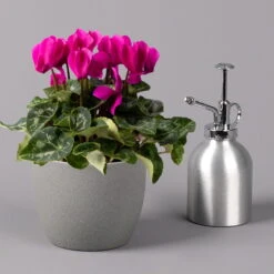 Alpenveilchen, Lila, Topf-Ø 10,5 Cm, Höhe Ca. 23 Cm, 6er-Set -Bio Pflanzen Verkauf 0210600490 Cyclamen Mix T10 lila 6er Set 3 115226