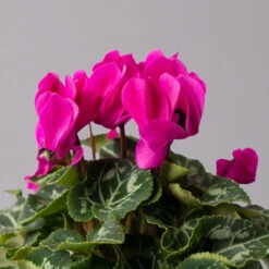 Alpenveilchen, Lila, Topf-Ø 10,5 Cm, Höhe Ca. 23 Cm, 6er-Set -Bio Pflanzen Verkauf 0210600490 Cyclamen Mix T10 lila 6er Set 4 115227