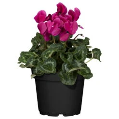 Alpenveilchen, Lila, Topf-Ø 10,5 Cm, Höhe Ca. 23 Cm, 6er-Set -Bio Pflanzen Verkauf 0210600492 Cyclamen lila 6er Set 1