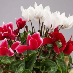 Alpenveilchen-Trio, Zufällige Farben, Topf-Ø 13 Cm, Höhe Ca. 30 Cm, 3er-Set 26 Alpenveilchen-Trio, Zufällige Farben, Topf-Ø 13 Cm, Höhe Ca. 30 Cm, 3er-Set -Bio Pflanzen Verkauf 0210600498 Cyclamen persicum Trio 3er Set 17 117602