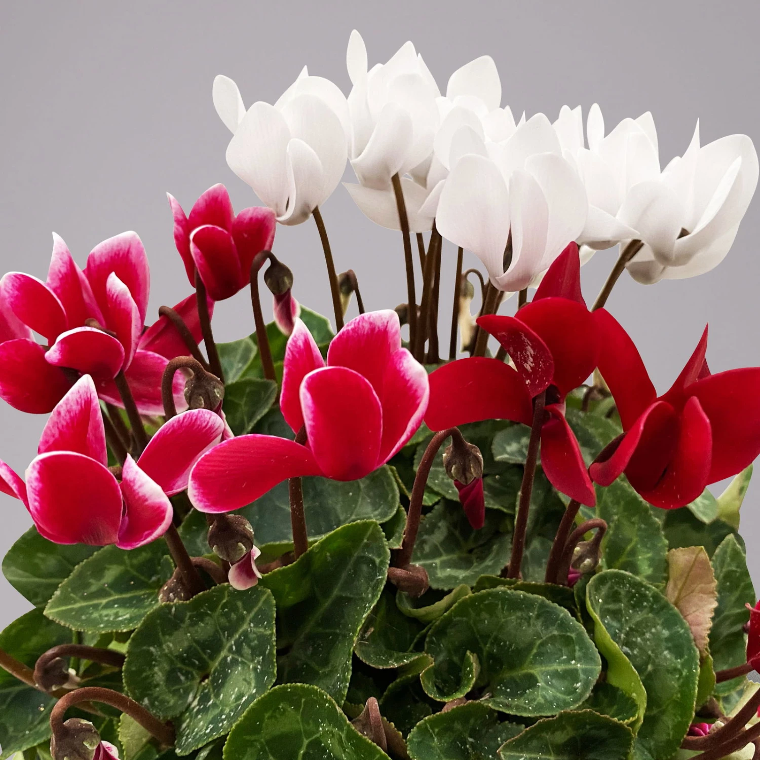 Alpenveilchen-Trio, Zufällige Farben, Topf-Ø 13 Cm, Höhe Ca. 30 Cm, 3er-Set 3 Alpenveilchen-Trio, Zufällige Farben, Topf-Ø 13 Cm, Höhe Ca. 30 Cm, 3er-Set – Bild 3