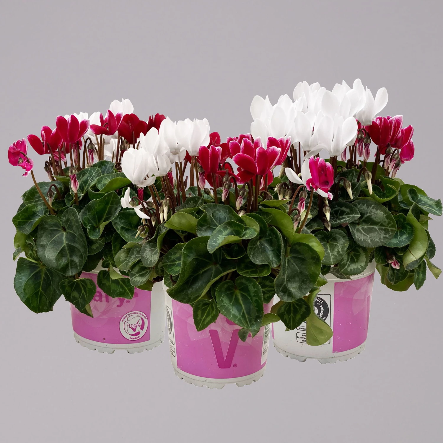 Alpenveilchen-Trio, Zufällige Farben, Topf-Ø 13 Cm, Höhe Ca. 30 Cm, 3er-Set 1 Alpenveilchen-Trio, Zufällige Farben, Topf-Ø 13 Cm, Höhe Ca. 30 Cm, 3er-Set