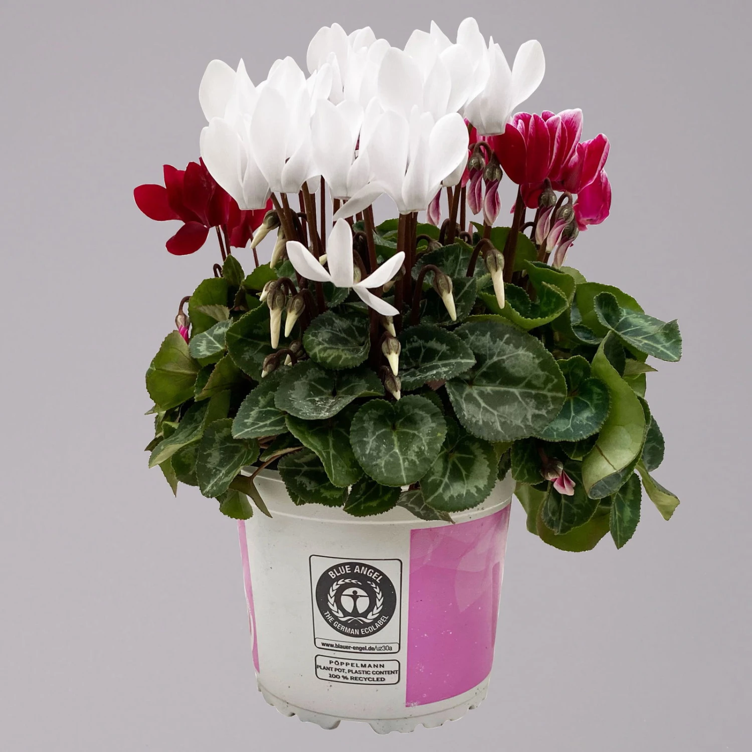 Alpenveilchen-Trio, Zufällige Farben, Topf-Ø 13 Cm, Höhe Ca. 30 Cm, 3er-Set 11 Alpenveilchen-Trio, Zufällige Farben, Topf-Ø 13 Cm, Höhe Ca. 30 Cm, 3er-Set – Bild 11