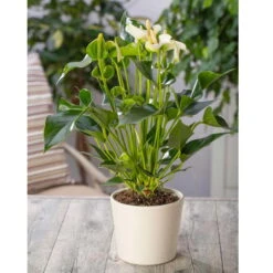 Flamingoblume 'White Champion', Weiß, Topf-Ø 12 Cm, Höhe Ca. 35 Cm -Bio Pflanzen Verkauf 0210650113 Anthurium andr White Champion