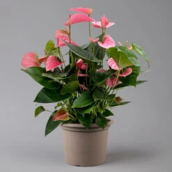 Flamingoblume 'Pink Champion', Pink, Topf-Ø 21 Cm, Höhe Ca. 65 Cm 14 Flamingoblume 'Pink Champion', Pink, Topf-Ø 21 Cm, Höhe Ca. 65 Cm -Bio Pflanzen Verkauf 0210650450 Anthurium andrPink Champion T21 H65 1 126767