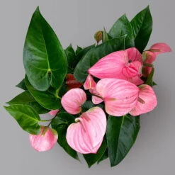 Flamingoblume 'Pink Champion', Pink, Topf-Ø 21 Cm, Höhe Ca. 65 Cm 11 Flamingoblume 'Pink Champion', Pink, Topf-Ø 21 Cm, Höhe Ca. 65 Cm -Bio Pflanzen Verkauf 0210650450 Anthurium andrPink Champion T21 H65 5 126764