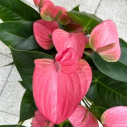 Flamingoblume 'Pink Champion', Pink, Topf-Ø 21 Cm, Höhe Ca. 65 Cm 13 Flamingoblume 'Pink Champion', Pink, Topf-Ø 21 Cm, Höhe Ca. 65 Cm -Bio Pflanzen Verkauf 0210650450 Anthurium andrPink Champion T21 H65 6 126746
