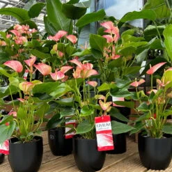 Flamingoblume 'Livium Red' Rot-weiß Gestreift, Topf-Ø 21 Cm -Bio Pflanzen Verkauf 0210650561 0210650616 0210650617 Anthurium Livium Red T14 T21 7 126736