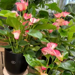 Flamingoblume 'Livium Red' Rot-weiß Gestreift, Topf-Ø 21 Cm -Bio Pflanzen Verkauf 0210650561 0210650616 0210650617 Anthurium Livium Red T14 T21 8 126735