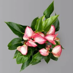 Flamingoblume 'Livium Red' Rot-weiß Gestreift, Topf-Ø 21 Cm -Bio Pflanzen Verkauf 0210650561 Anthurium Livium Red T21 H65 Sondersorte 4 126770