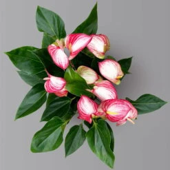 Flamingoblume 'Livium Red' Rot-weiß Gestreift, Topf-Ø 21 Cm -Bio Pflanzen Verkauf 0210650561 Anthurium Livium Red T21 H65 Sondersorte 5 126771