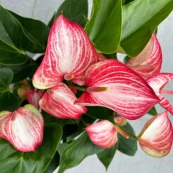 Flamingoblume 'Livium Red' Rot-weiß Gestreift, Topf-Ø 21 Cm -Bio Pflanzen Verkauf 0210650561 Anthurium Livium Red T21 H65 Sondersorte 7 126747